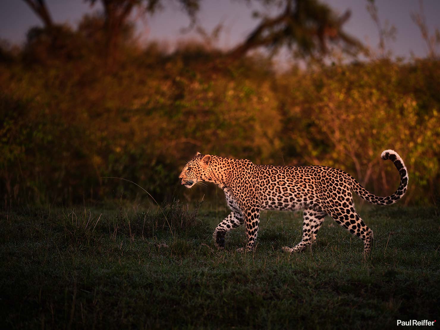 Fujifilm GFX 100 II GF250mm Fuji Mahali Mzuri Richard Branson Private Camp Safari Kenya Testing Paul Reiffer Photographer Africa Luxury Tented Wildlife Nature Leopard Walking Sunrise _DSF1059
