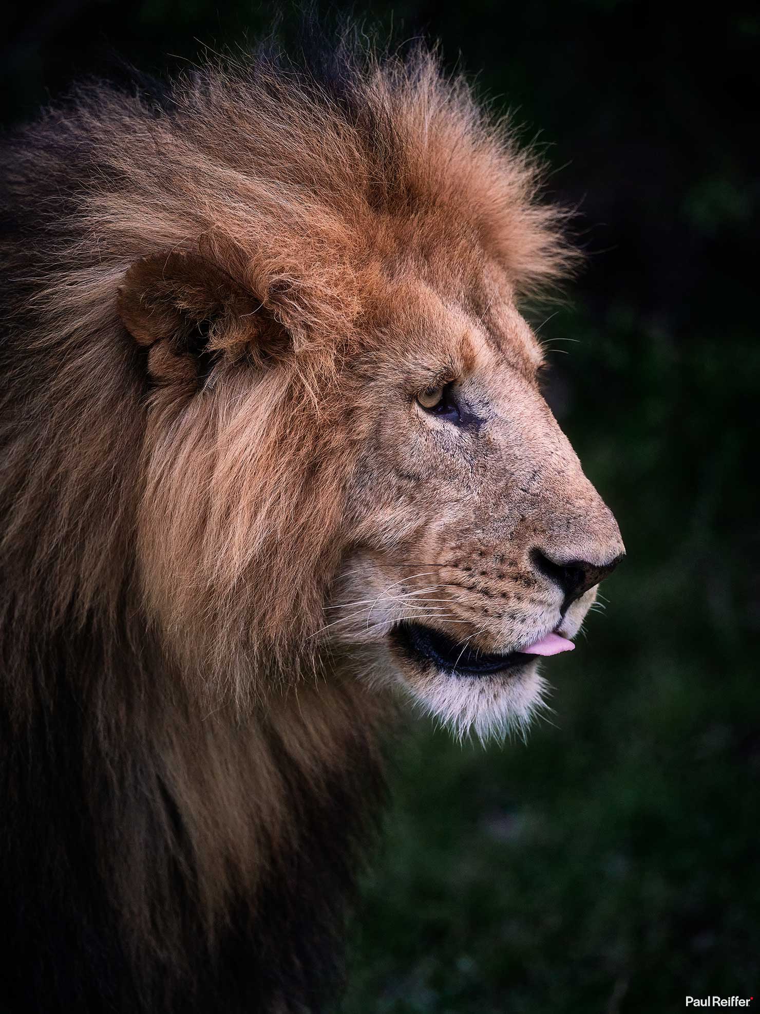 Fujifilm GFX 100 II GF250mm Fuji Mahali Mzuri Richard Branson Private Camp Safari Kenya Testing Paul Reiffer Photographer Africa Luxury Tented Wildlife Nature Lion Close Profile _DSF1822 Wide