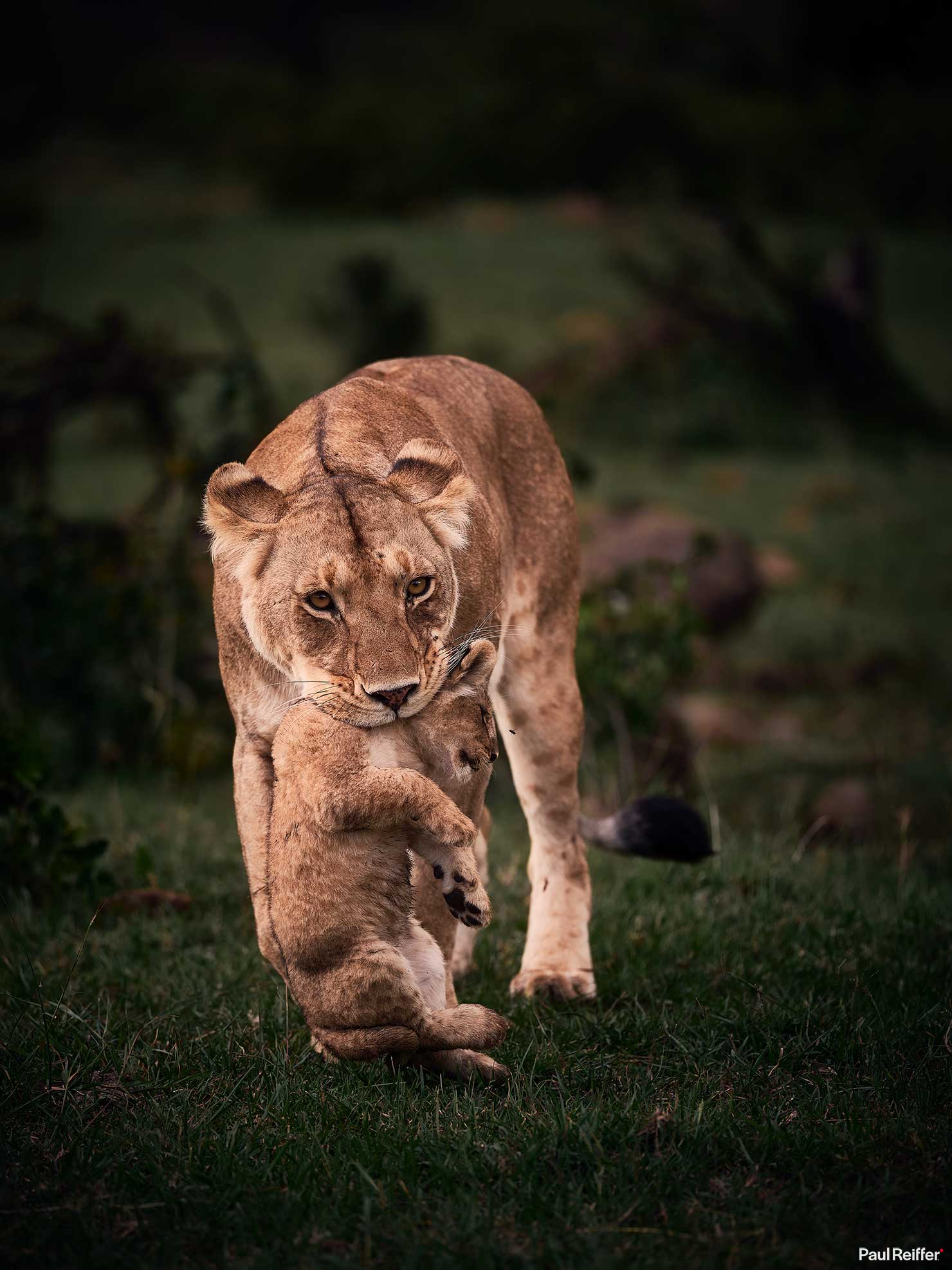 Fujifilm GFX 100 II GF250mm Fuji Mahali Mzuri Richard Branson Private Camp Safari Kenya Testing Paul Reiffer Photographer Africa Luxury Tented Wildlife Nature Lioness Cub Walking Head On _DSF1393