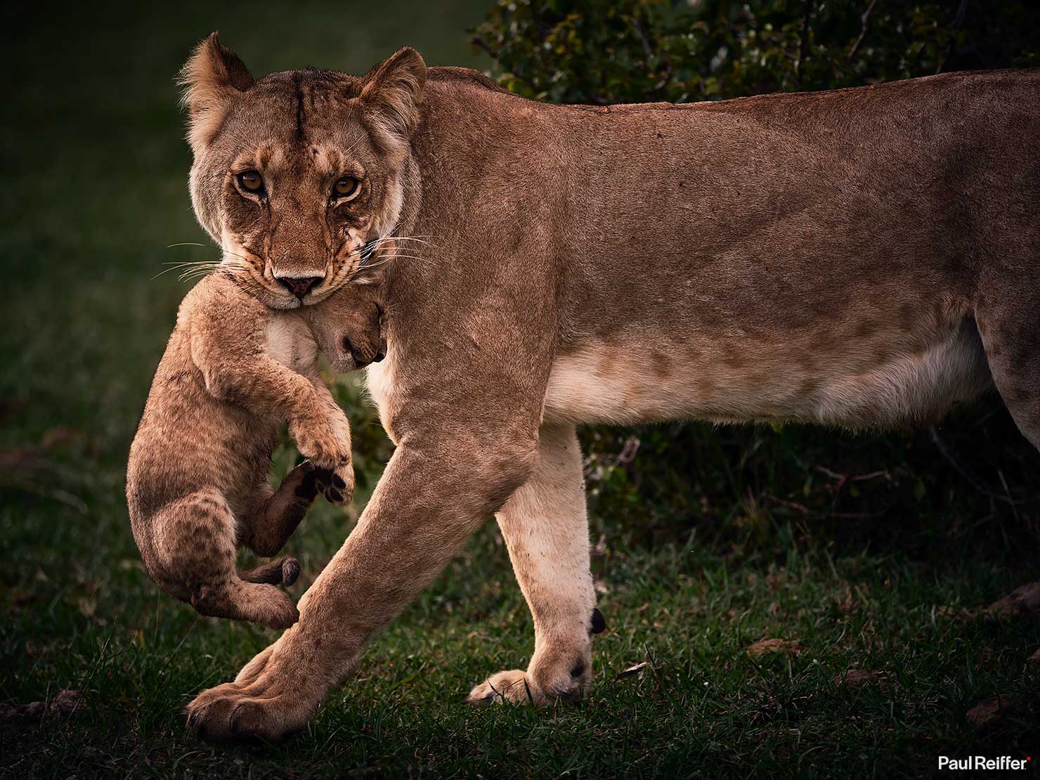 Fujifilm GFX 100 II GF250mm Fuji Mahali Mzuri Richard Branson Private Camp Safari Kenya Testing Paul Reiffer Photographer Africa Luxury Tented Wildlife Nature Lioness Cub Walking Sideways _DSF1396