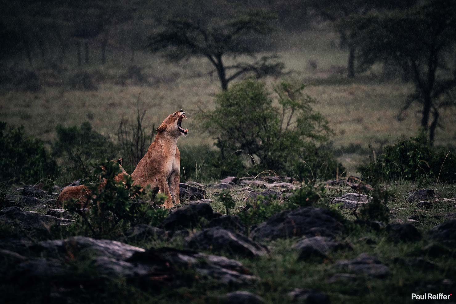 Fujifilm GFX 100 II GF250mm Fuji Mahali Mzuri Richard Branson Private Camp Safari Kenya Testing Paul Reiffer Photographer Africa Luxury Tented Wildlife Nature Lioness Yawning Rain DSF0815