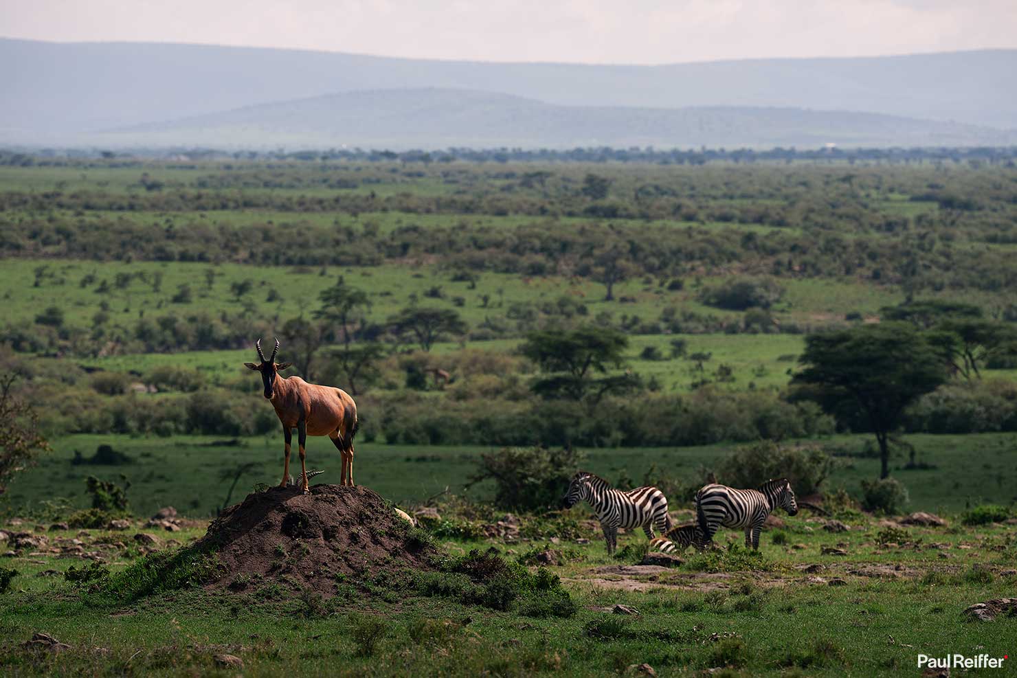 Fujifilm GFX 100 II GF250mm Fuji Mahali Mzuri Richard Branson Private Camp Safari Kenya Testing Paul Reiffer Photographer Africa Luxury Tented Wildlife Nature Topi Antelope Zebras Hill _DSF2100