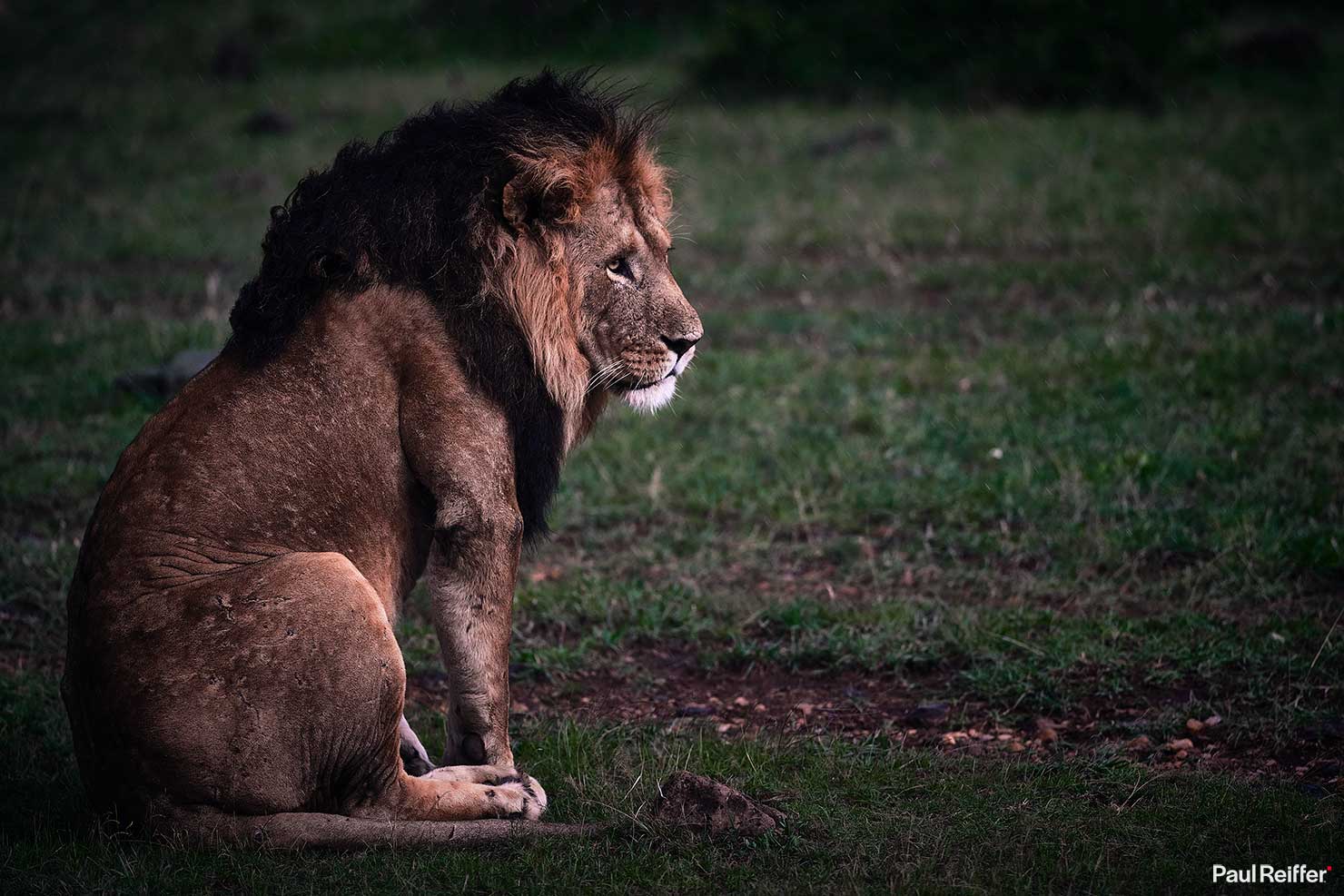 Fujifilm GFX 100 II GF250mm Fuji Mahali Mzuri Richard Branson Private Camp Safari Kenya Testing Paul Reiffer Photographer Africa Luxury Wildlife Nature Lion Contemplating Hunting Rain _DSF1453