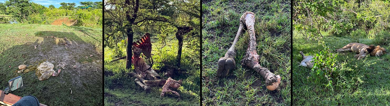 Giraffe Parts after kill iPhone Shot Testing Fuji Mahali Mzuri Richard Branson Private Camp Safari Kenya Testing Paul Reiffer Photographer Africa Luxury Tented Wildlife Nature