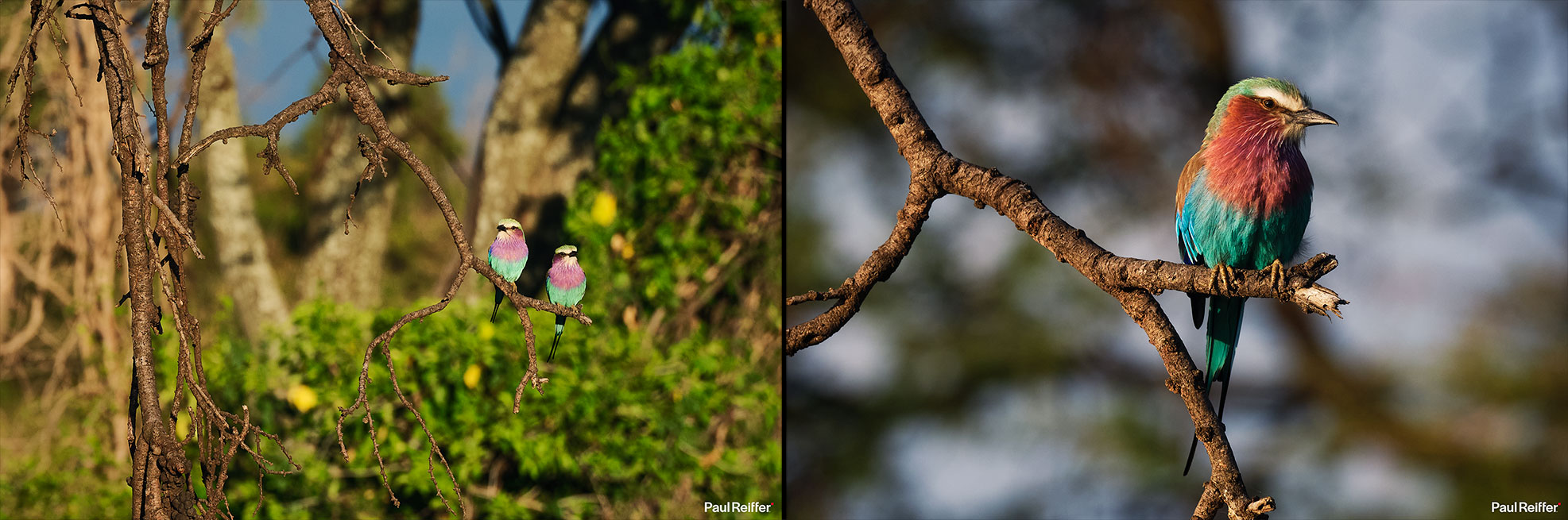 Lilac Breasted Roller Fujifilm GFX 100 II GF250mm Fuji Mahali Mzuri Richard Branson Private Camp Safari Kenya Testing Paul Reiffer Photographer Africa Luxury Tented Wildlife Nature