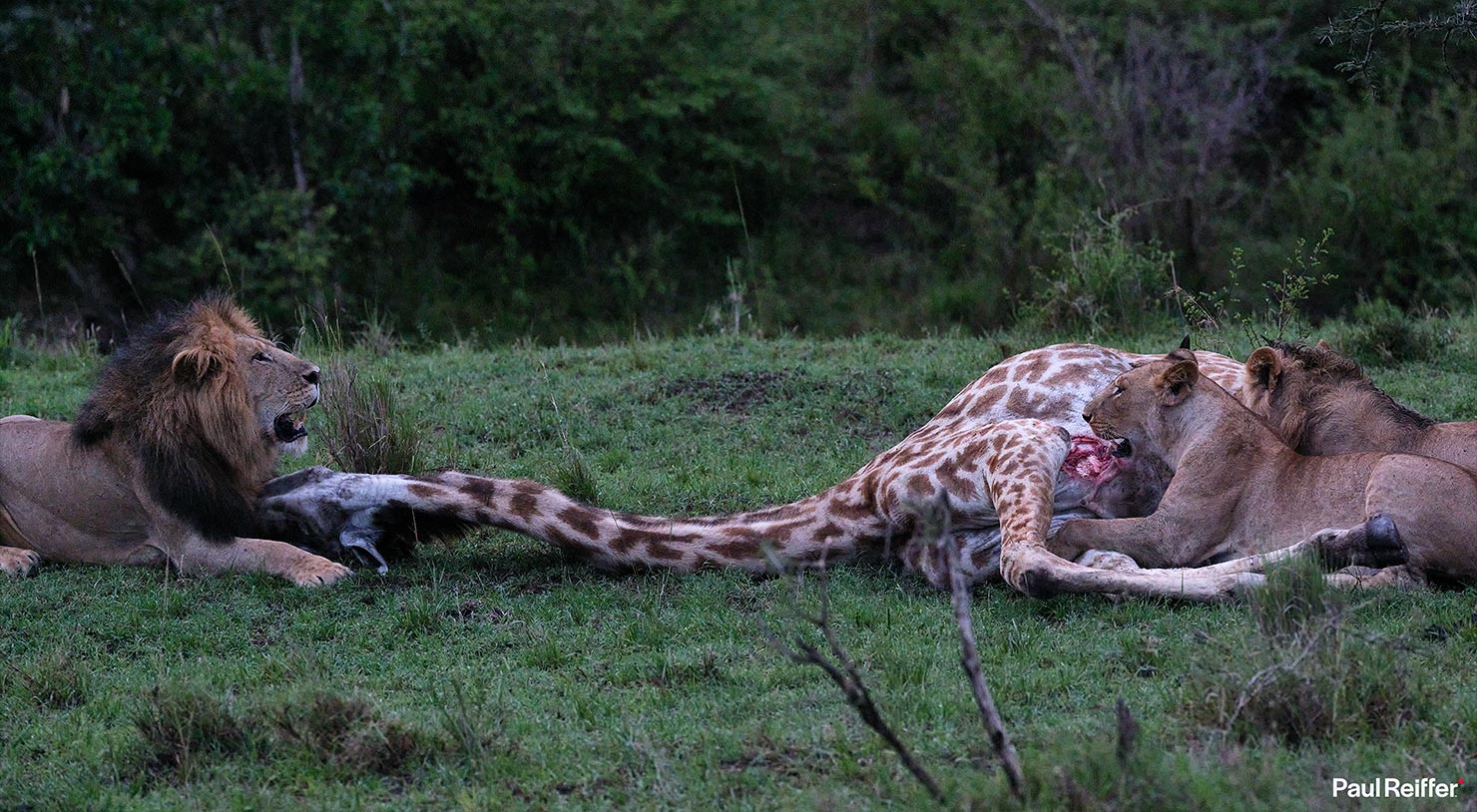 Lion Eating Giraffe Fujifilm GFX 100 II GF250mm Fuji Mahali Mzuri Richard Branson Private Camp Safari Kenya Testing Paul Reiffer Photographer Africa Luxury Tented Wildlife Nature