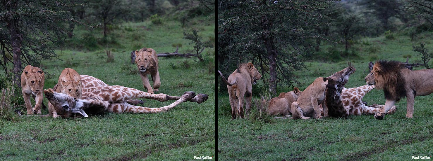 Lion Kill Giraffe Fujifilm GFX 100 II GF250mm Fuji Mahali Mzuri Richard Branson Private Camp Safari Kenya Testing Paul Reiffer Photographer Africa Luxury Tented Wildlife Nature