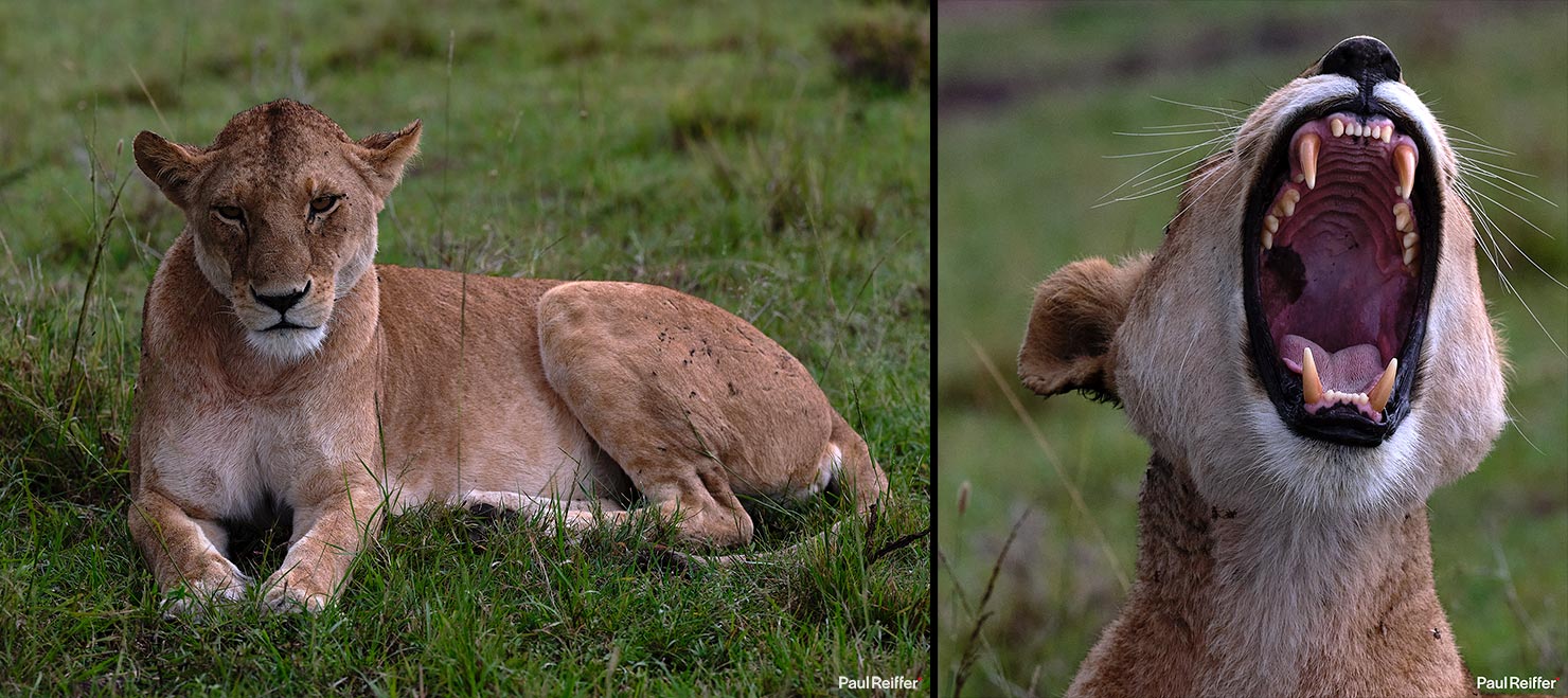 Lion Yawning Fujifilm GFX 100 II GF250mm Fuji Mahali Mzuri Richard Branson Private Camp Safari Kenya Testing Paul Reiffer Photographer Africa Luxury Tented Wildlife Nature