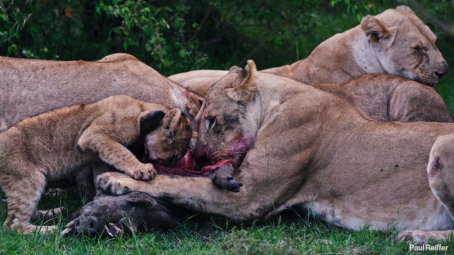 Lion warthog 0 Fujifilm GFX 100 II GF250mm Fuji Mahali Mzuri Richard Branson Private Camp Safari Kenya Testing Paul Reiffer Photographer Africa Luxury Tented Wildlife Nature