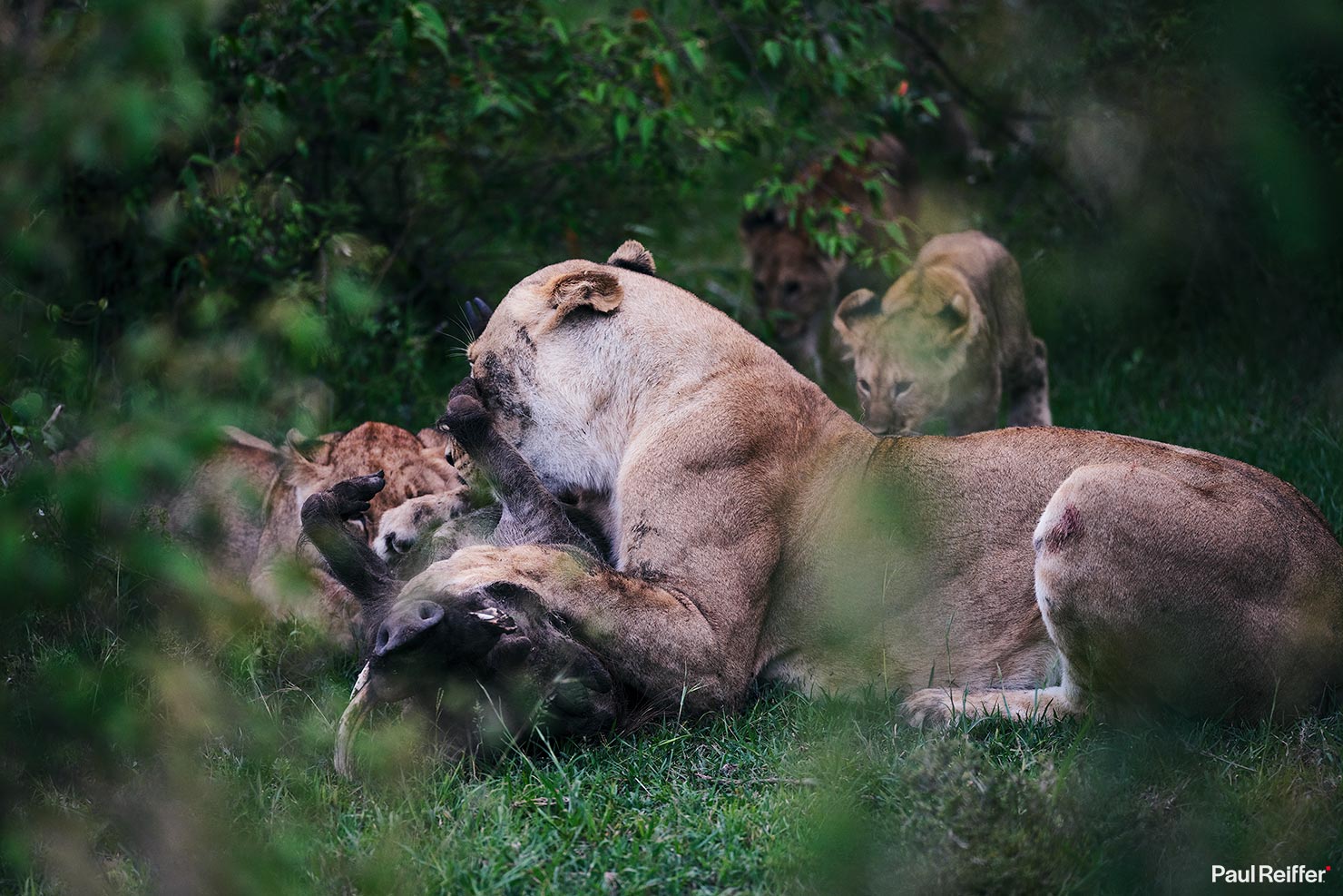 Lion warthog 1 Fujifilm GFX 100 II GF250mm Fuji Mahali Mzuri Richard Branson Private Camp Safari Kenya Testing Paul Reiffer Photographer Africa Luxury Tented Wildlife Nature