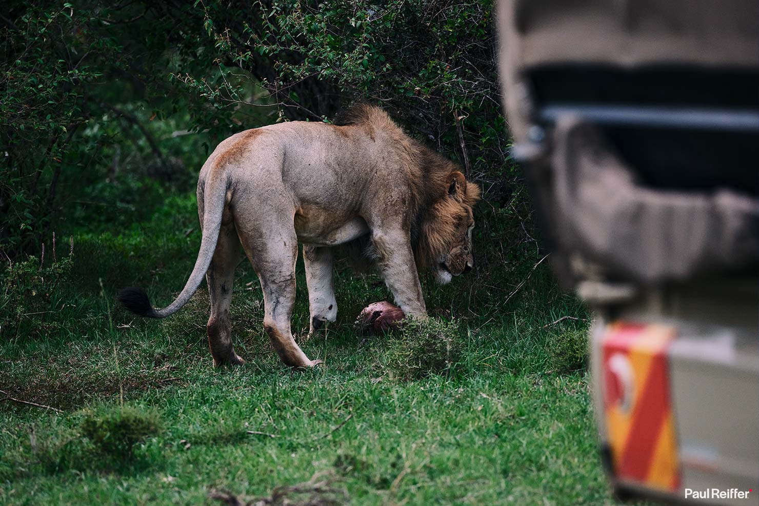 Lion warthog 2 Fujifilm GFX 100 II GF250mm Fuji Mahali Mzuri Richard Branson Private Camp Safari Kenya Testing Paul Reiffer Photographer Africa Luxury Tented Wildlife Nature