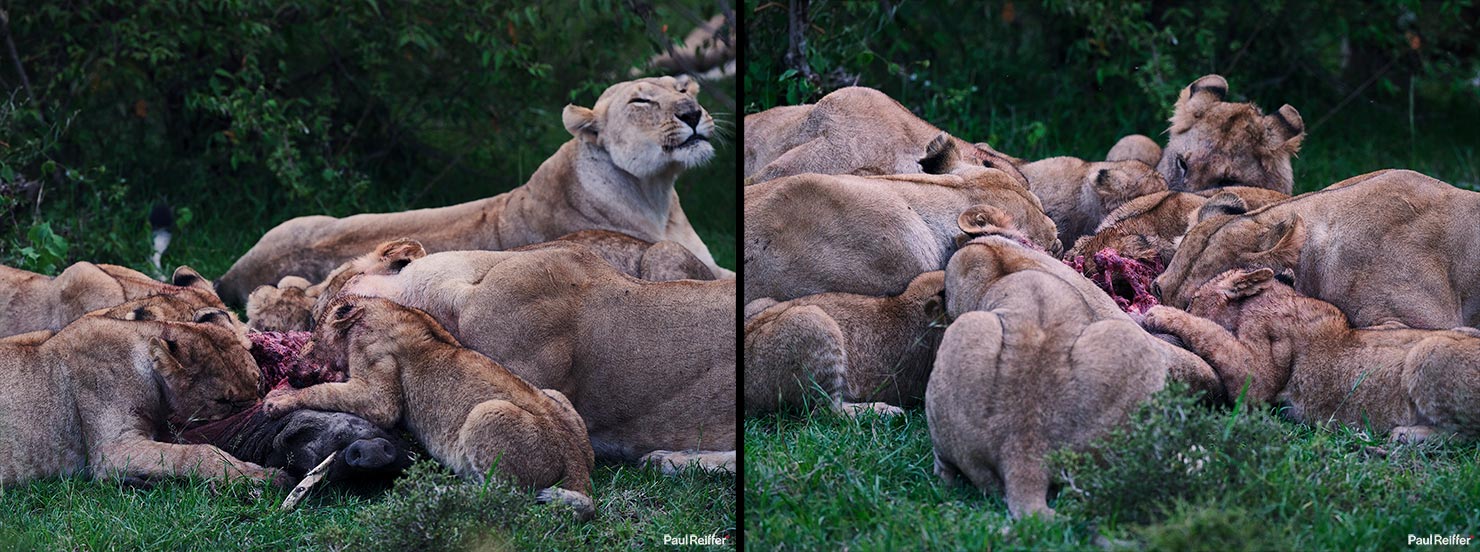 Lion warthog 3 Fujifilm GFX 100 II GF250mm Fuji Mahali Mzuri Richard Branson Private Camp Safari Kenya Testing Paul Reiffer Photographer Africa Luxury Tented Wildlife Nature