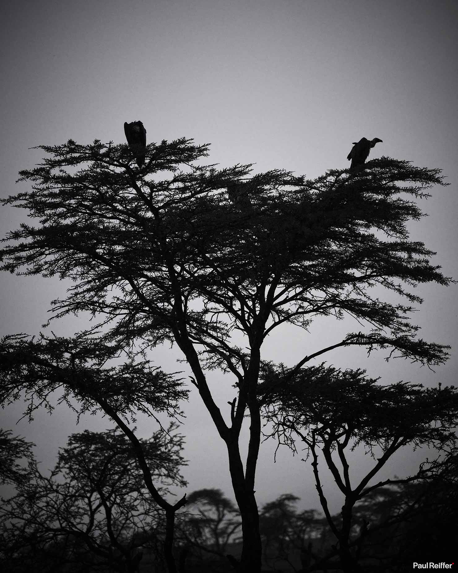 Vultures Black White Silhouette _DSF0846 Fujifilm GFX 100 II GF250mm Fuji Mahali Mzuri Richard Branson Private Camp Safari Kenya Testing Paul Reiffer Photographer Africa Tented Wildlife Nature