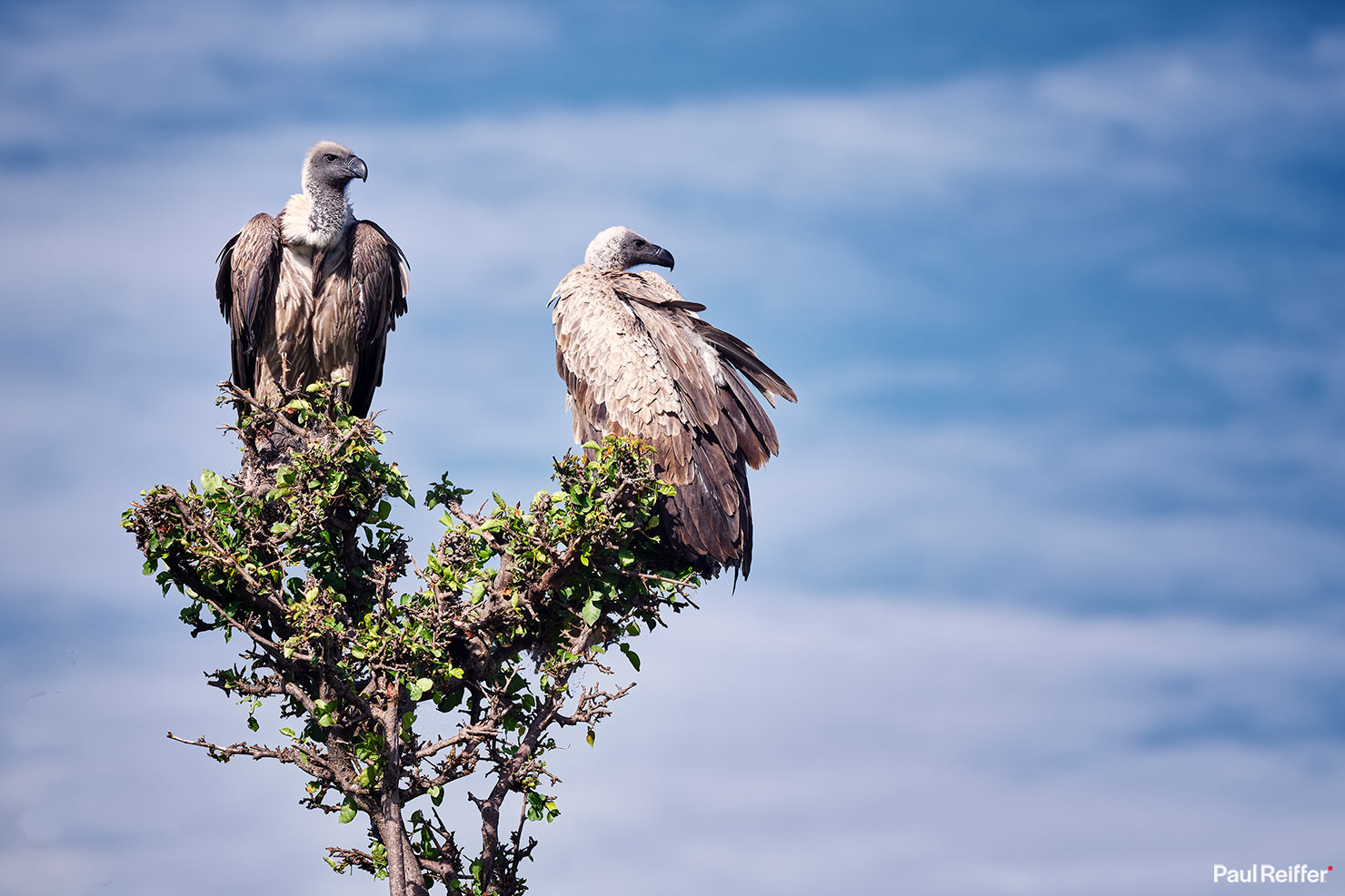 Vultures In Tree Blue Sky _DSF1134 Fujifilm GFX 100 II GF250mm Fuji Mahali Mzuri Richard Branson Private Camp Safari Kenya Testing Paul Reiffer Photographer Africa Luxury Tented Wildlife Nature