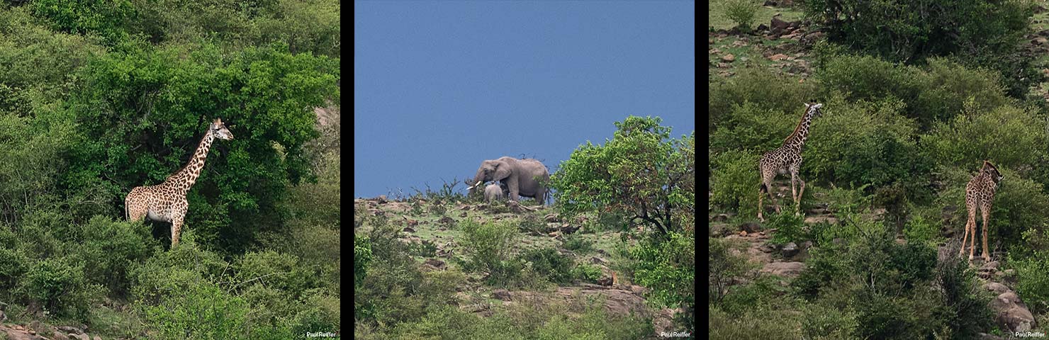 Wheres Giraffe Close Up Crops Fujifilm GFX 100 II GF250mm Fuji Mahali Mzuri Richard Branson Private Camp Safari Kenya Testing Paul Reiffer Photographer Africa Luxury Tented Wildlife Nature