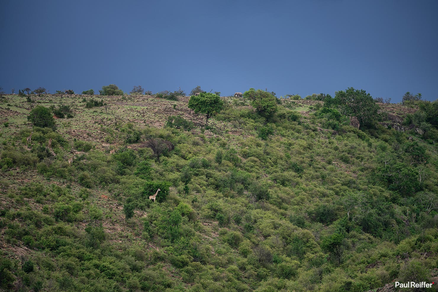 Wheres Giraffe Fujifilm GFX 100 II GF250mm Fuji Mahali Mzuri Richard Branson Private Camp Safari Kenya Testing Paul Reiffer Photographer Africa Luxury Tented Wildlife Nature