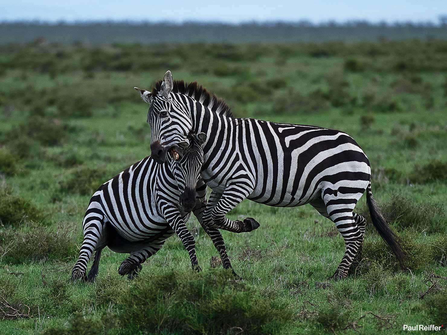 Zebras Fight Fujifilm GFX 100 II GF250mm Fuji Mahali Mzuri Richard Branson Private Camp Safari Kenya Testing Paul Reiffer Photographer Africa Luxury Tented Wildlife Nature