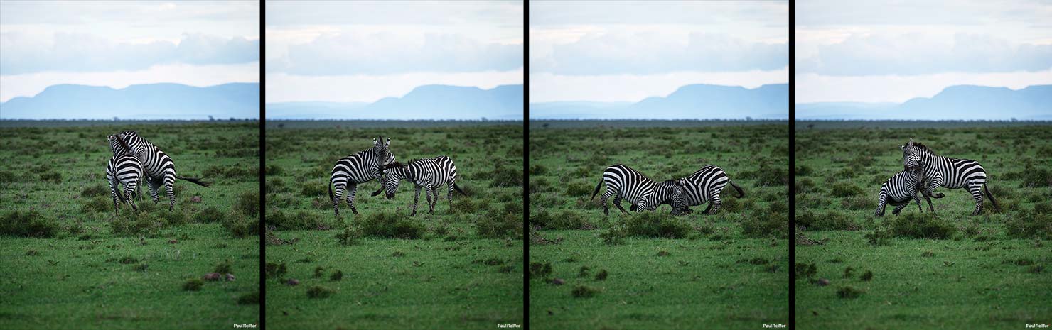 Zebras quad Fujifilm GFX 100 II GF250mm Fuji Mahali Mzuri Richard Branson Private Camp Safari Kenya Testing Paul Reiffer Photographer Africa Luxury Tented Wildlife Nature
