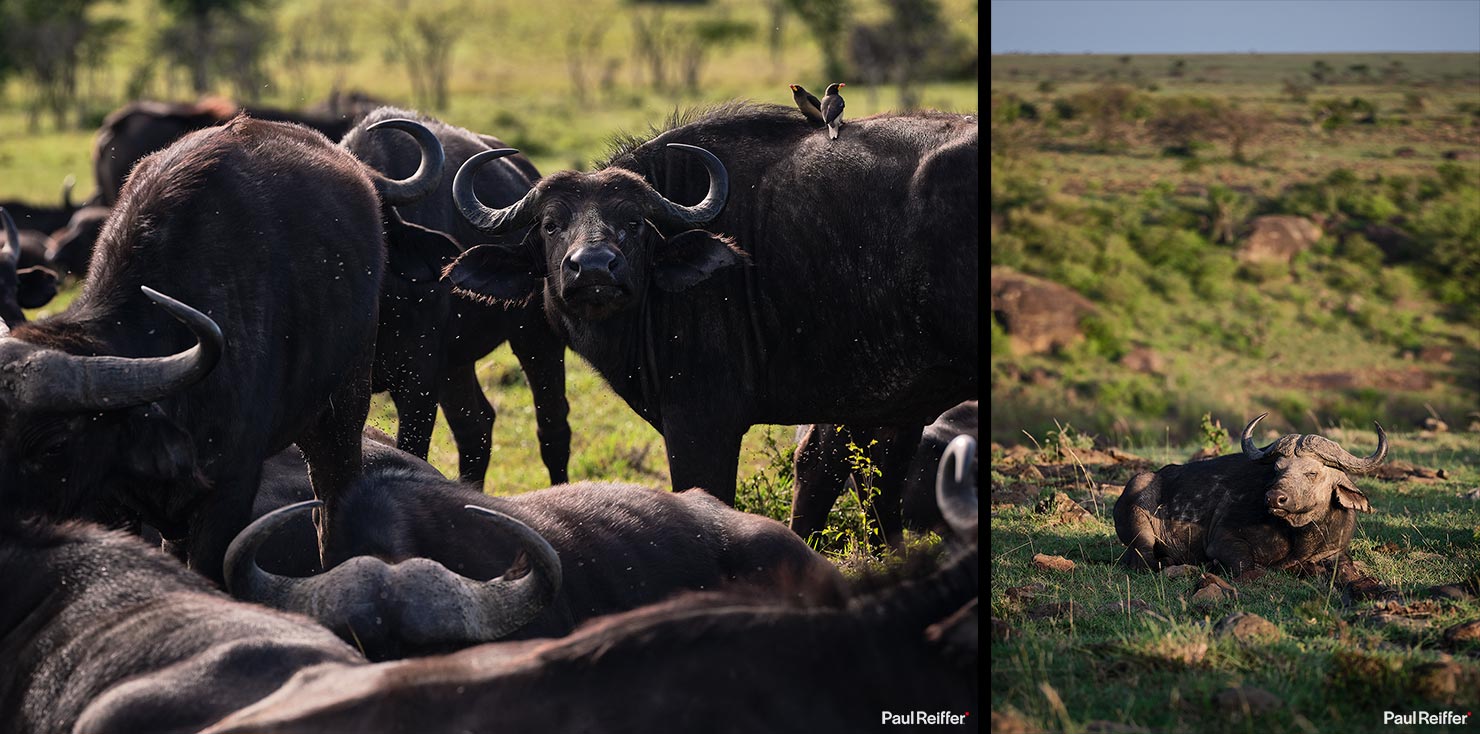 buffalo group Fujifilm GFX 100 II GF250mm Fuji Mahali Mzuri Richard Branson Private Camp Safari Kenya Testing Paul Reiffer Photographer Africa Luxury Tented Wildlife Nature