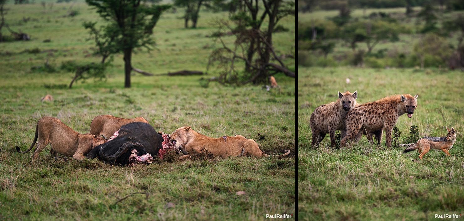 buffalo hyena jackals Fujifilm GFX 100 II GF250mm Fuji Mahali Mzuri Richard Branson Private Camp Safari Kenya Testing Paul Reiffer Photographer Africa Luxury Tented Wildlife Nature