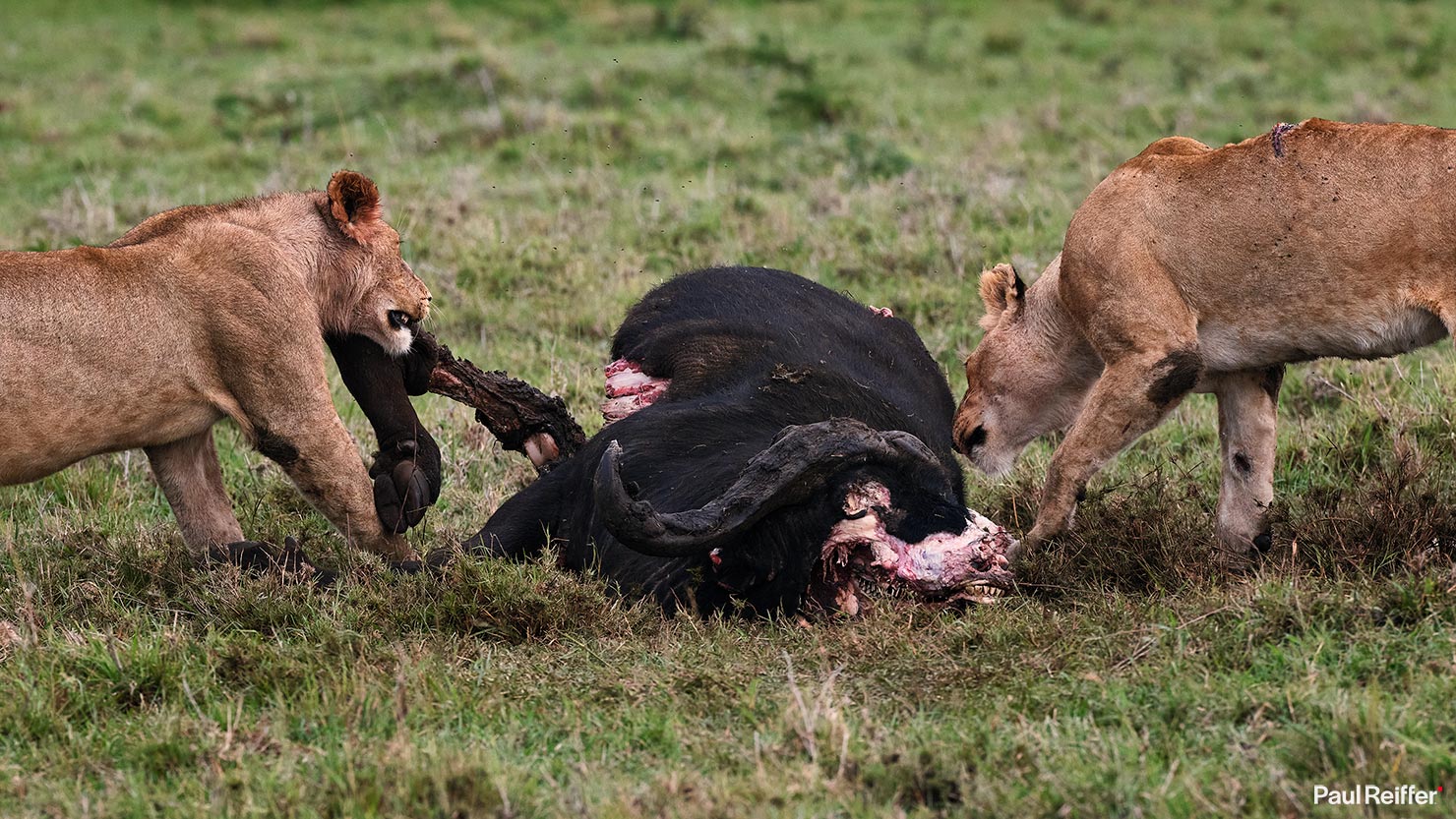 buffalo rip Fujifilm GFX 100 II GF250mm Fuji Mahali Mzuri Richard Branson Private Camp Safari Kenya Testing Paul Reiffer Photographer Africa Luxury Tented Wildlife Nature