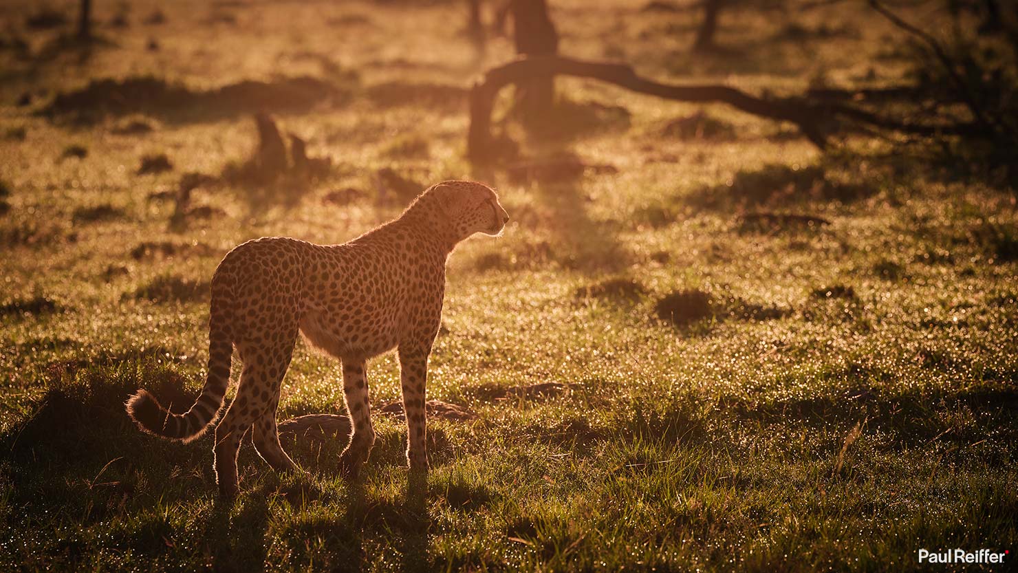 cheetah sunrise Fujifilm GFX 100 II GF250mm Fuji Mahali Mzuri Richard Branson Private Camp Safari Kenya Testing Paul Reiffer Photographer Africa Luxury Tented Wildlife Nature