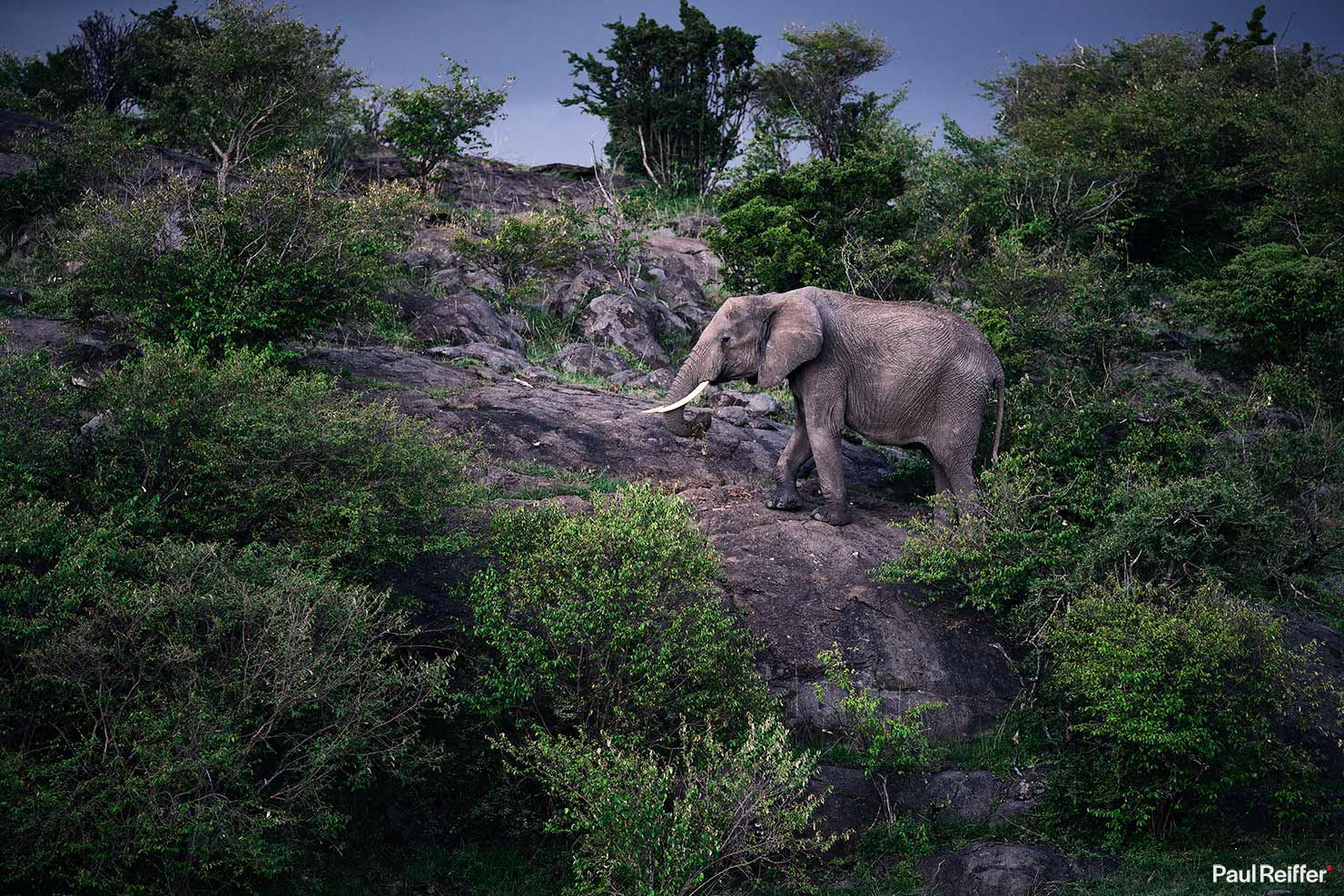 elephant climb Fujifilm GFX 100 II GF250mm Fuji Mahali Mzuri Richard Branson Private Camp Safari Kenya Testing Paul Reiffer Photographer Africa Luxury Hill Wildlife Nature