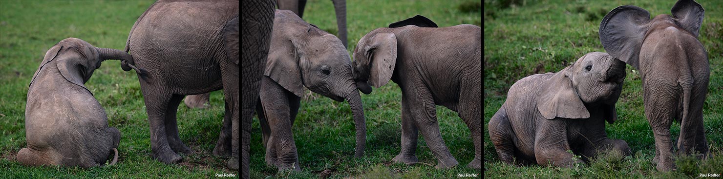 elephant young Fujifilm GFX 100 II GF250mm Fuji Mahali Mzuri Richard Branson Private Camp Safari Kenya Testing Paul Reiffer Photographer Africa Luxury Tented Wildlife Nature