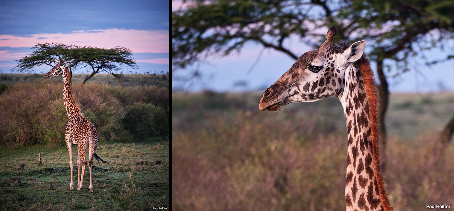 giraffe pink Fujifilm GFX 100 II GF250mm Fuji Mahali Mzuri Richard Branson Private Camp Safari Kenya Testing Paul Reiffer Photographer Africa Luxury Tented Wildlife Nature