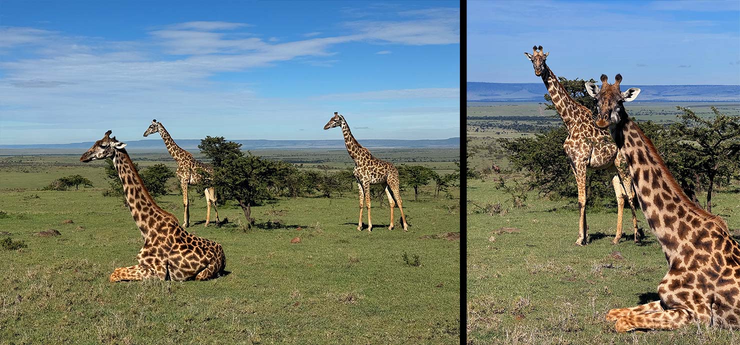 giraffes passing Fujifilm GFX 100 II GF250mm Fuji Mahali Mzuri Richard Branson Private Camp Safari Kenya Testing Paul Reiffer Photographer Africa Luxury Tented Wildlife Nature