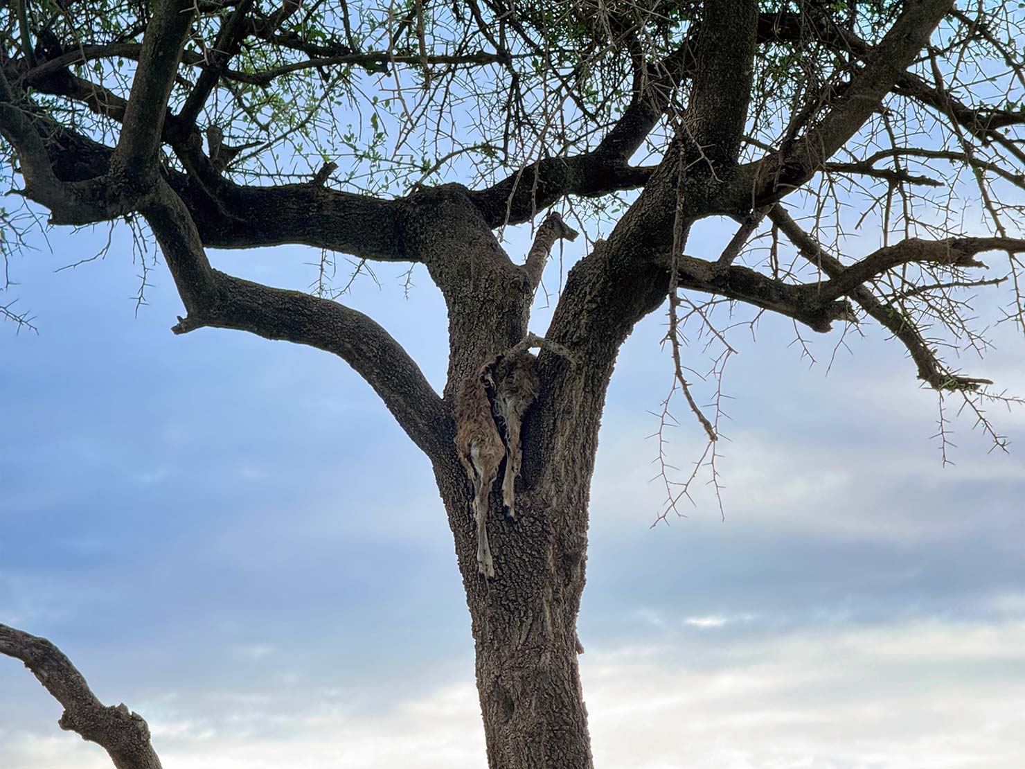 hanging tree dead animal leopard kill iPhone Shot Testing Fuji Mahali Mzuri Richard Branson Private Camp Safari Kenya Testing Paul Reiffer Photographer Africa Luxury Tented Wildlife Nature