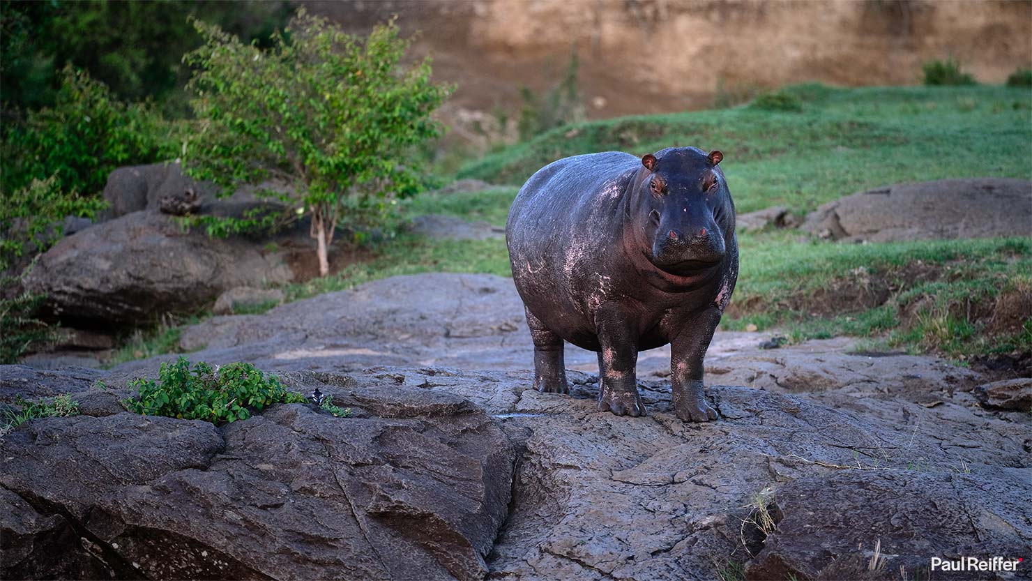 hippo 1 Fujifilm GFX 100 II GF250mm Fuji Mahali Mzuri Richard Branson Private Camp Safari Kenya Testing Paul Reiffer Photographer Africa Luxury Tented Wildlife Nature