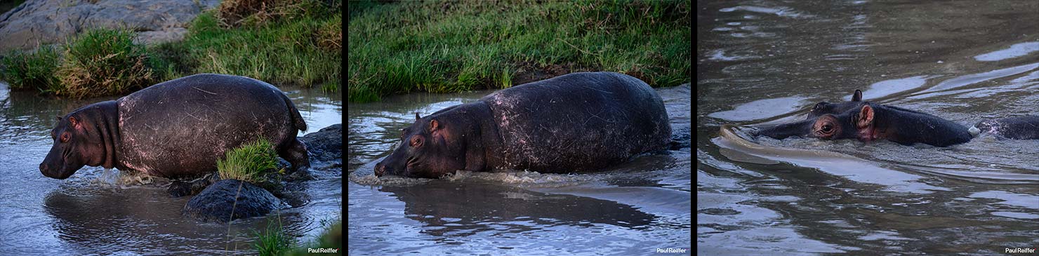 hippo 2 Fujifilm GFX 100 II GF250mm Fuji Mahali Mzuri Richard Branson Private Camp Safari Kenya Testing Paul Reiffer Photographer Africa Luxury Tented Wildlife Nature