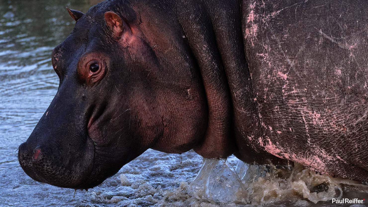 hippo 3 Fujifilm GFX 100 II GF250mm Fuji Mahali Mzuri Richard Branson Private Camp Safari Kenya Testing Paul Reiffer Photographer Africa Luxury Tented Wildlife Nature