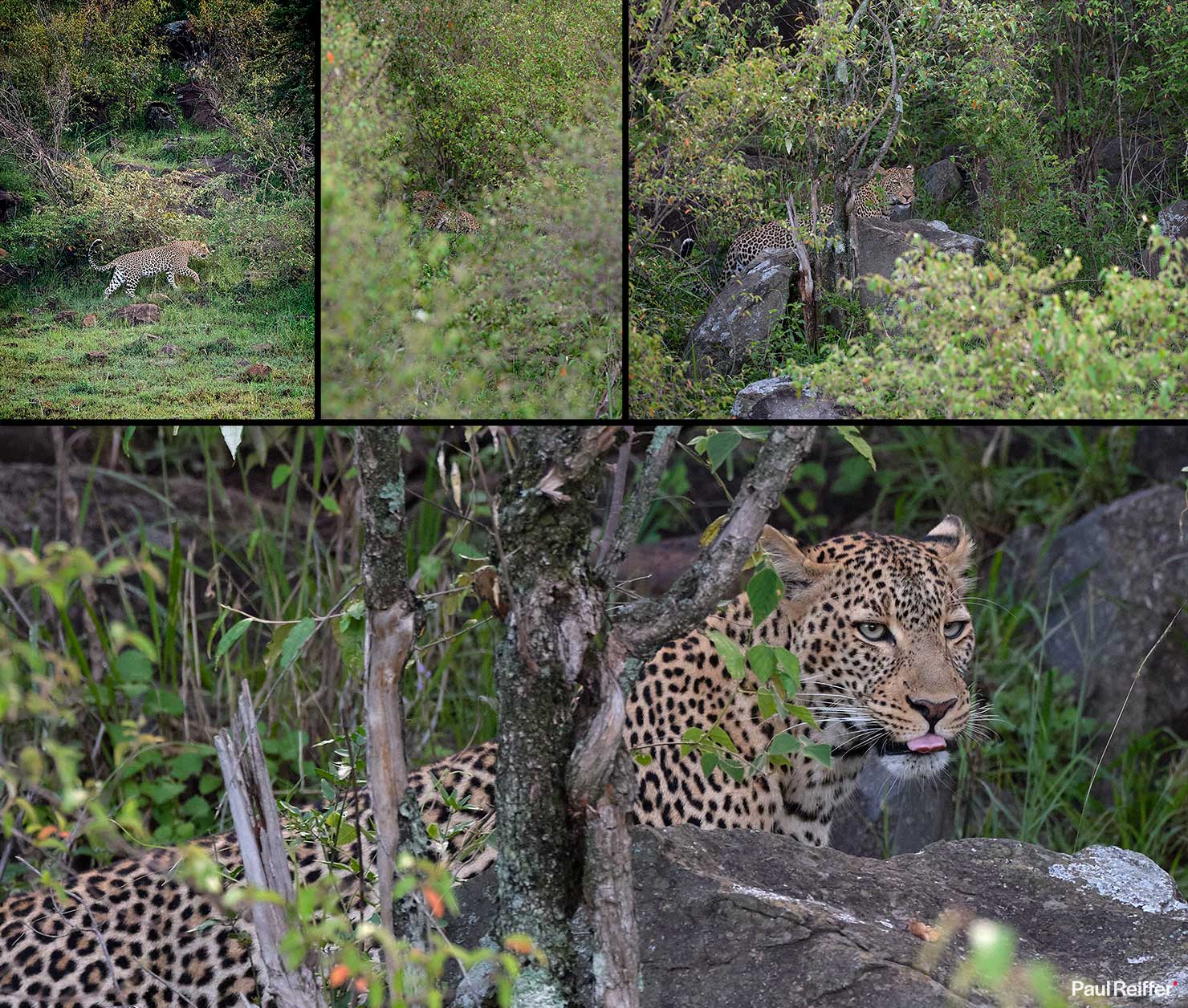 leopard hiding focus Fujifilm GFX 100 II GF250mm Fuji Mahali Mzuri Richard Branson Private Camp Safari Kenya Testing Paul Reiffer Photographer Africa Luxury Tented Wildlife Nature