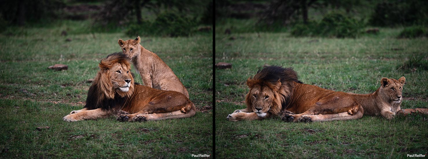 lion couple Fujifilm GFX 100 II GF250mm Fuji Mahali Mzuri Richard Branson Private Camp Safari Kenya Testing Paul Reiffer Photographer Africa Luxury Tented Wildlife Nature