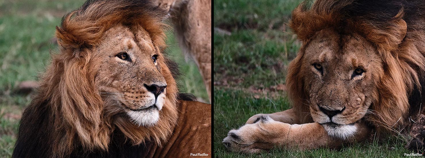 lion couple crop Fujifilm GFX 100 II GF250mm Fuji Mahali Mzuri Richard Branson Private Camp Safari Kenya Testing Paul Reiffer Photographer Africa Luxury Tented Wildlife Nature