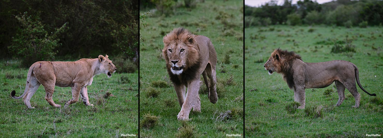 lions pre hunt Fujifilm GFX 100 II GF250mm Fuji Mahali Mzuri Richard Branson Private Camp Safari Kenya Testing Paul Reiffer Photographer Africa Luxury Tented Wildlife Nature