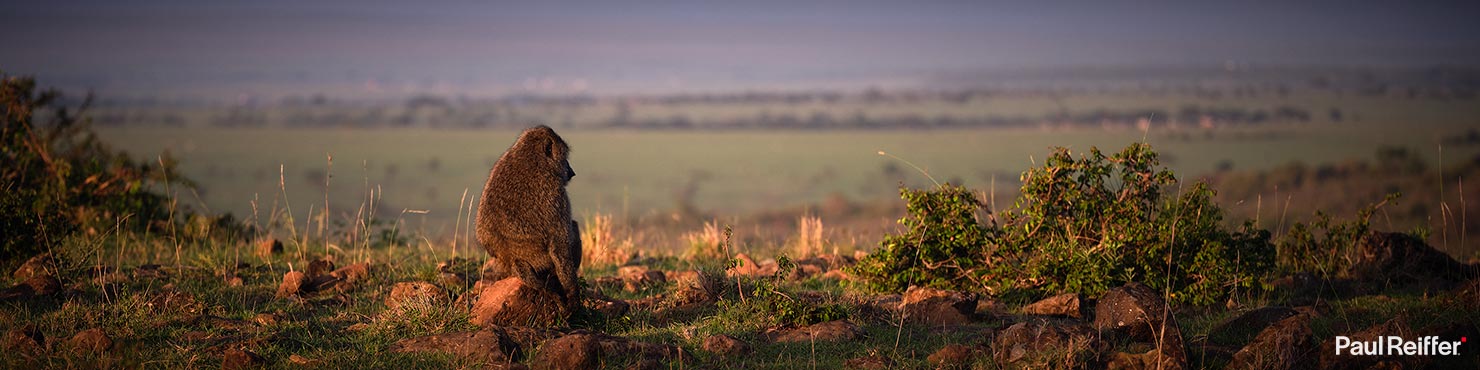 monkey Fujifilm GFX 100 II GF250mm Fuji Mahali Mzuri Richard Branson Private Camp Safari Kenya Testing Paul Reiffer Photographer Africa Luxury Tented Wildlife Nature