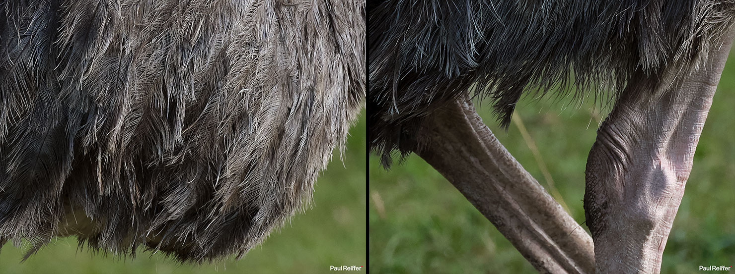 ostrich detail Fujifilm GFX 100 II GF250mm Fuji Mahali Mzuri Richard Branson Private Camp Safari Kenya Testing Paul Reiffer Photographer Africa Luxury Tented Wildlife Nature
