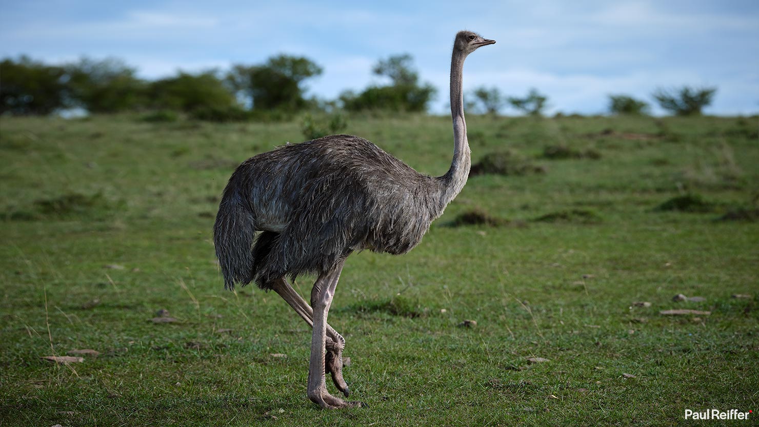 ostrich wide Fujifilm GFX 100 II GF250mm Fuji Mahali Mzuri Richard Branson Private Camp Safari Kenya Testing Paul Reiffer Photographer Africa Luxury Tented Wildlife Nature