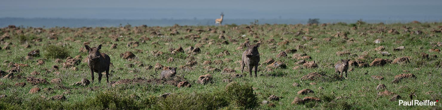 warthog family Fujifilm GFX 100 II GF250mm Fuji Mahali Mzuri Richard Branson Private Camp Safari Kenya Testing Paul Reiffer Photographer Africa Luxury Tented Wildlife Nature