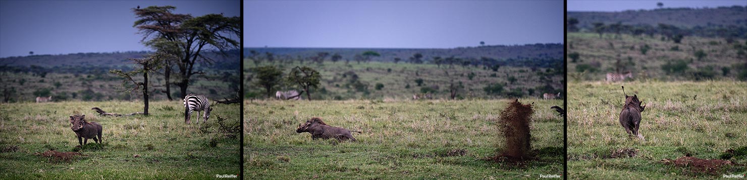 warthog run2 Fujifilm GFX 100 II GF250mm Fuji Mahali Mzuri Richard Branson Private Camp Safari Kenya Testing Paul Reiffer Photographer Africa Luxury Tented Wildlife Nature