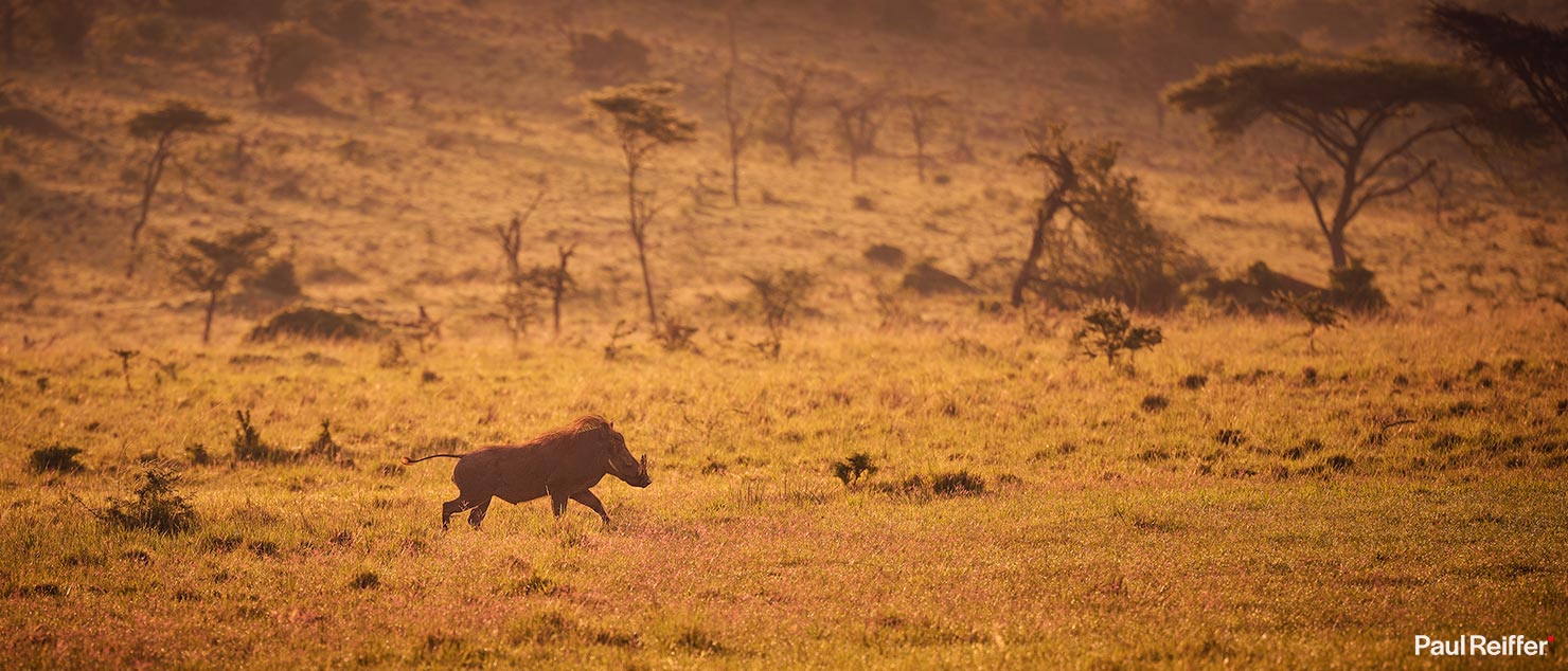 warthog sunrise Fujifilm GFX 100 II GF250mm Fuji Mahali Mzuri Richard Branson Private Camp Safari Kenya Testing Paul Reiffer Photographer Africa Luxury Tented Wildlife Nature