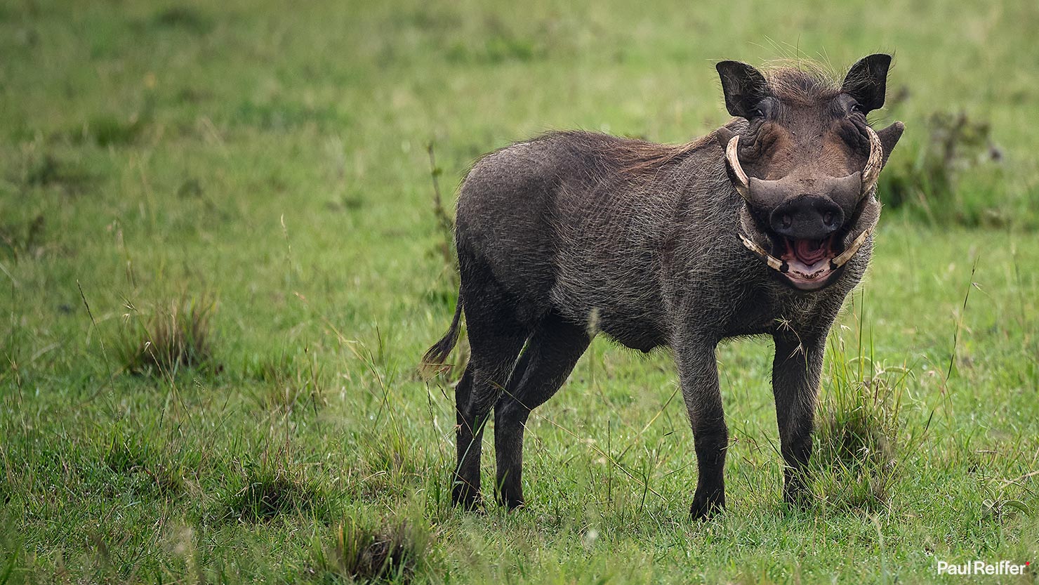 warthog win Fujifilm GFX 100 II GF250mm Fuji Mahali Mzuri Richard Branson Private Camp Safari Kenya Testing Paul Reiffer Photographer Africa Luxury Tented Wildlife Nature