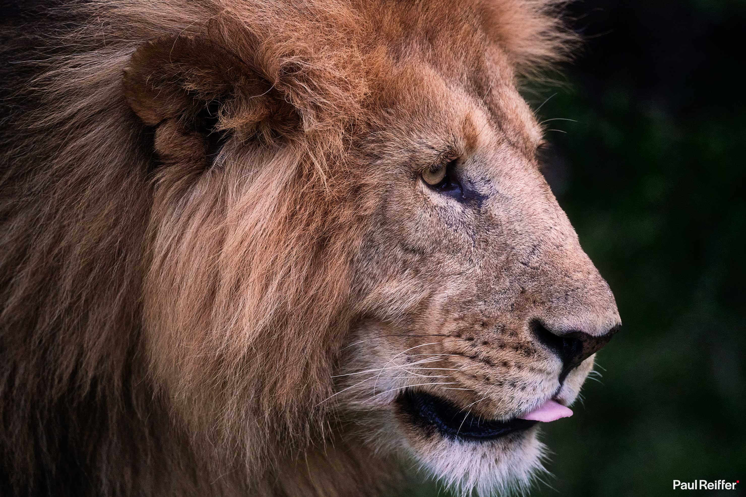 Aiming Big - On Safari with Fujifilm's GFX 100 II at Mahali