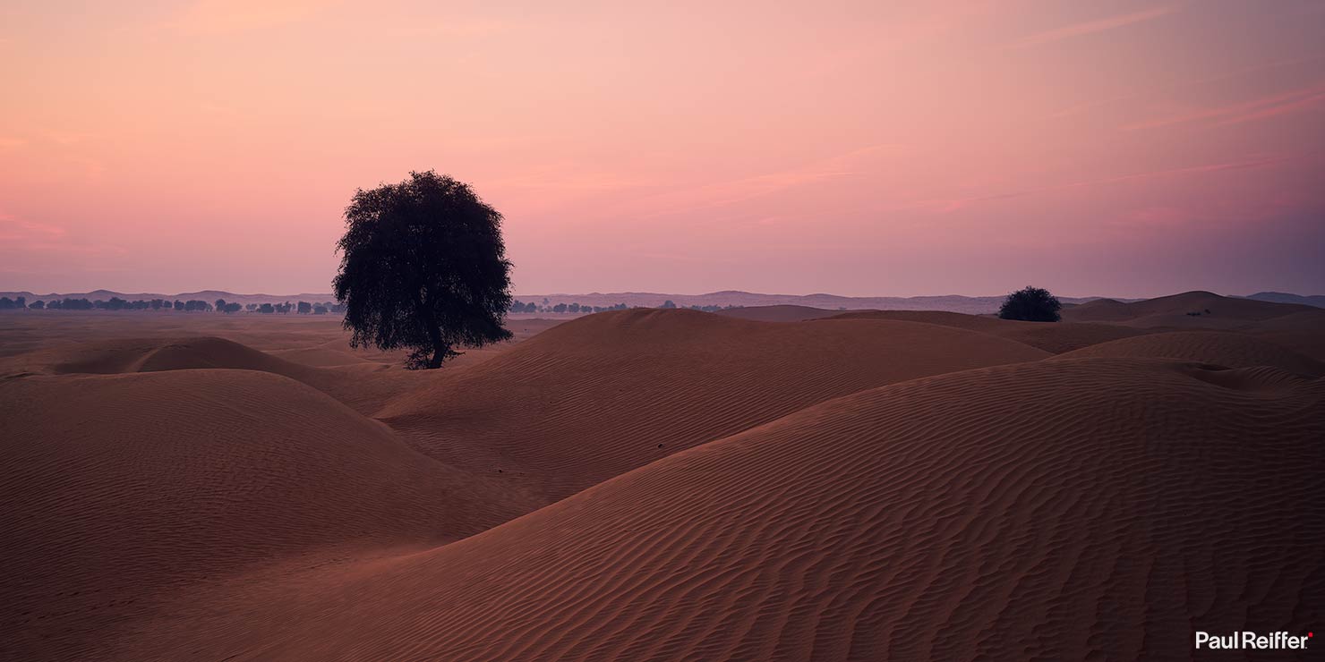 Dubai Sand Dunes Pink Hour Haze Pastel Lone Tree Capture One P0055022 Pano Paul Reiffer Phase One Cityscapes City Night Life Shots Photographer
