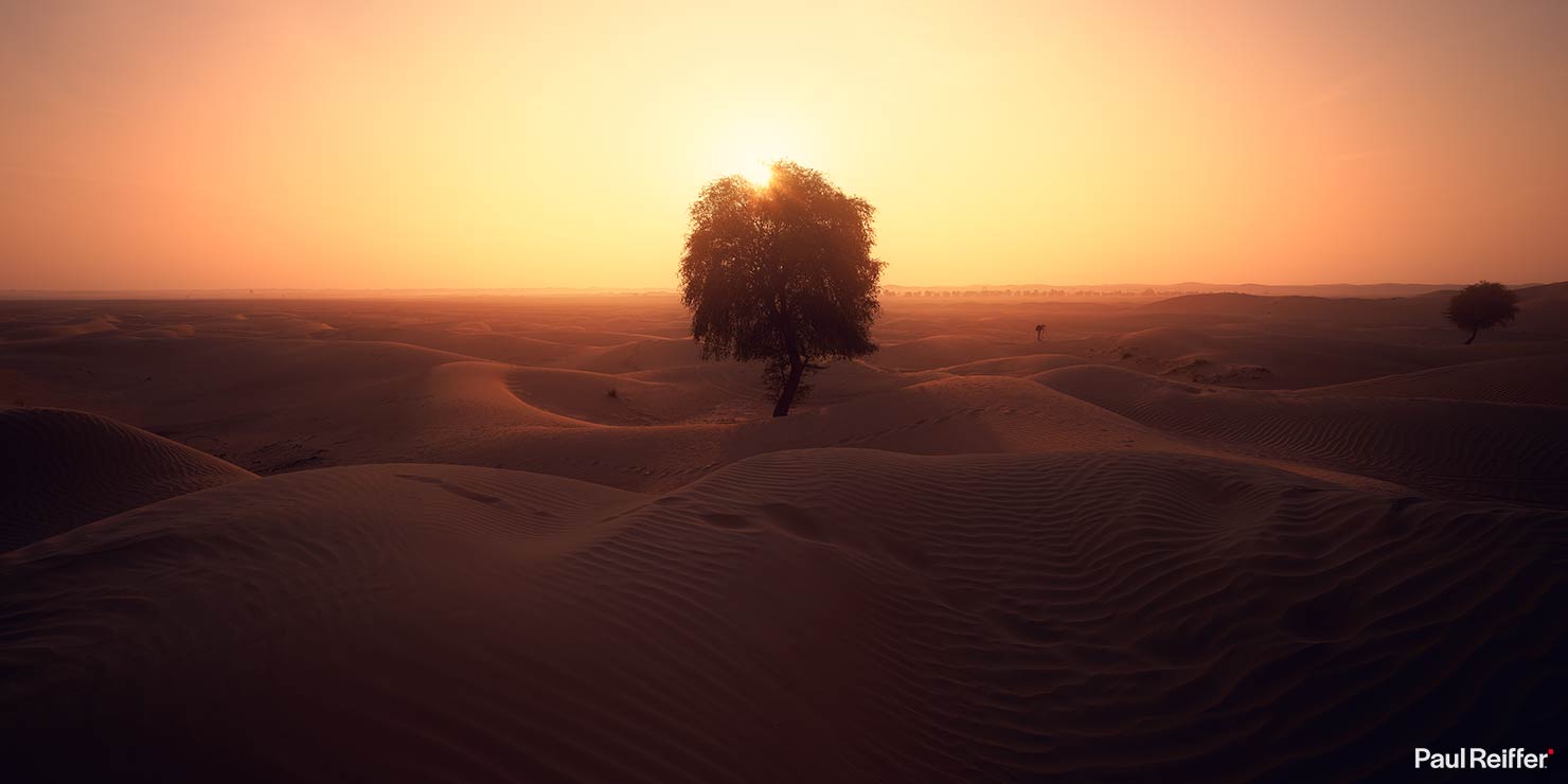Dubai Sand Dunes Sunrise Golden Haze Pastel Lone Tree Capture One P0055073 Paul Reiffer Phase One Cityscapes City Night Life Shots Photographer